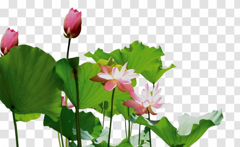 Nelumbo Nucifera Mooncake Photography - Plant - Lotus Transparent PNG