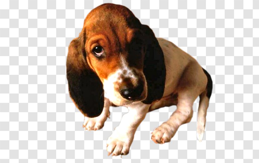Basset Artésien Normand Hound Finnish Beagle Hamilton - Puppy Transparent PNG