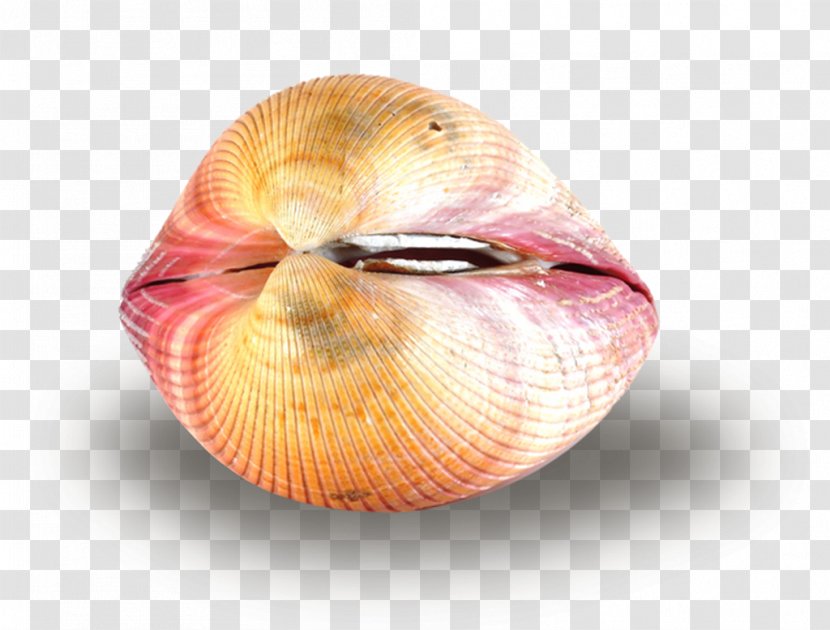 Cockle Clam Conchology Seashell Pectinidae - Scallop Transparent PNG