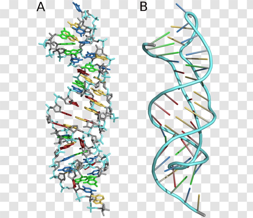 Pseudoknot Nucleic Acid Secondary Structure Stem-loop Protein Telomerase RNA Component - Line Art Transparent PNG
