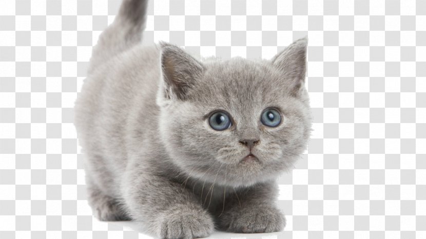 Kitten Sphynx Cat Persian British Shorthair Burmese Transparent PNG