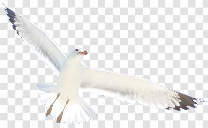 Seabird Gulls European Herring Gull Water Bird Transparent PNG