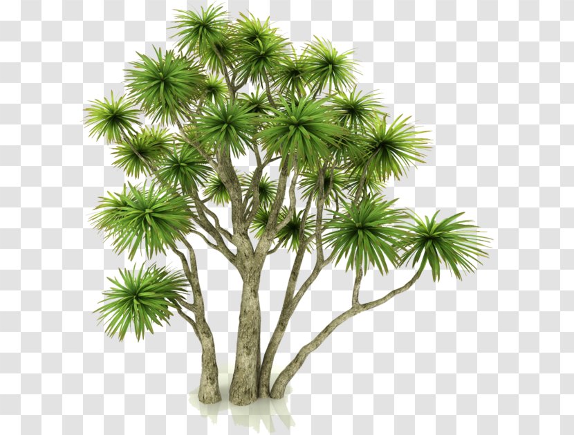 New Zealand Cabbage Tree Asian Palmyra Palm Arecaceae Houseplant - Plant Transparent PNG