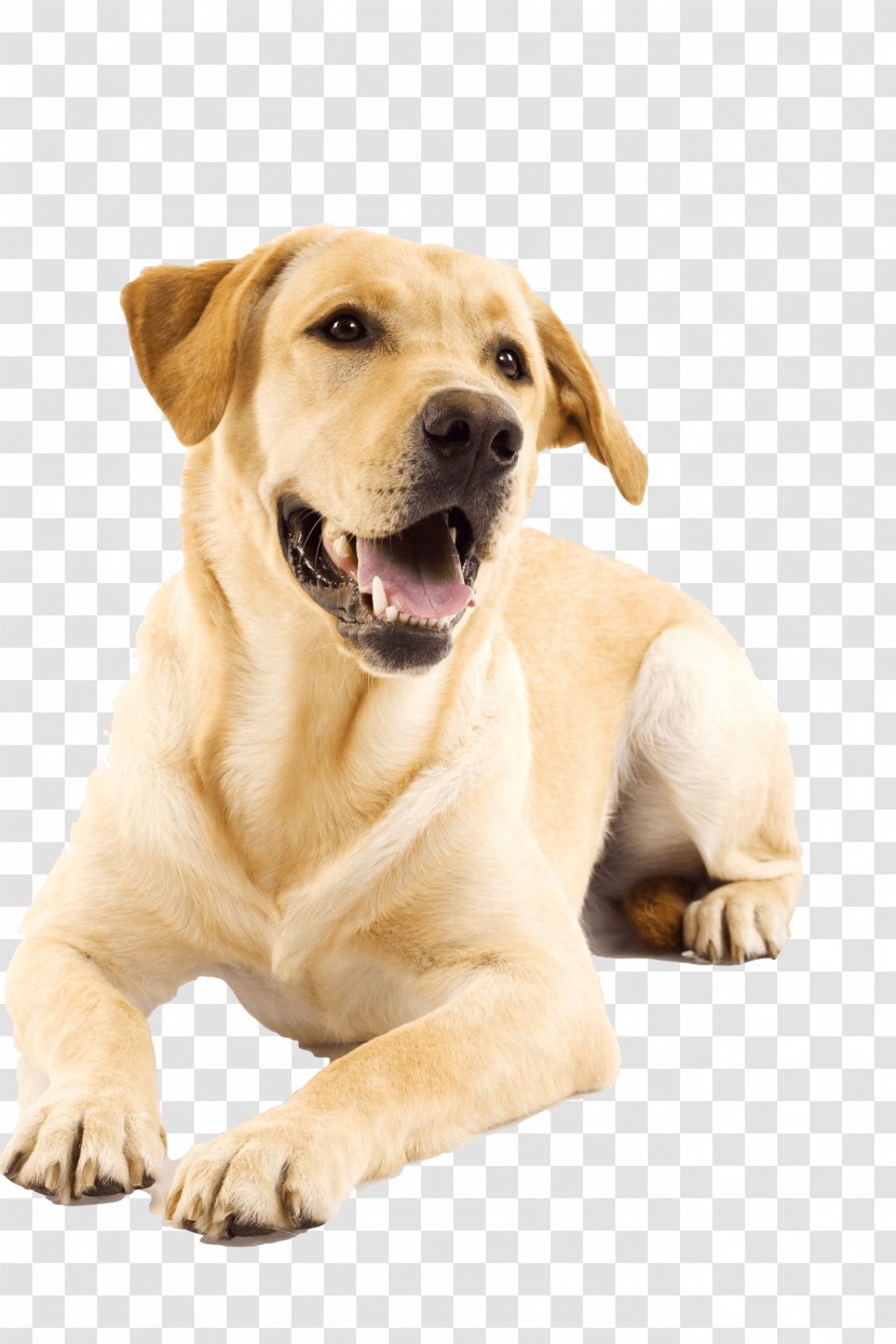 Dog Cat Puppy Pet Veterinarian - Collar - Golden Retriever Transparent PNG