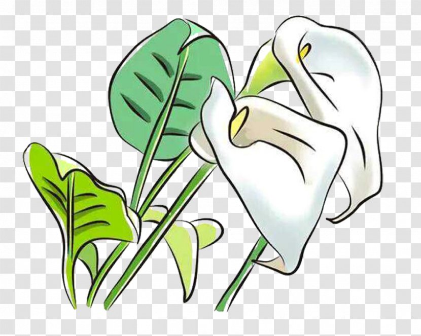 Arum-lily Arum Lilies Flower Clip Art - Heart - White Calla Lily Picture Material Transparent PNG