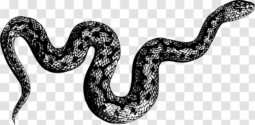 My Pet Snake Sticker T-shirt Reptile - Organism - Anaconda Transparent PNG