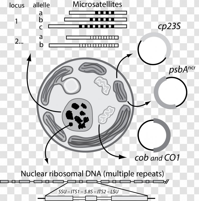 Jellyfish Symbiodinium Zooxanthellae Dinoflagellates Algae - Drawing Transparent PNG