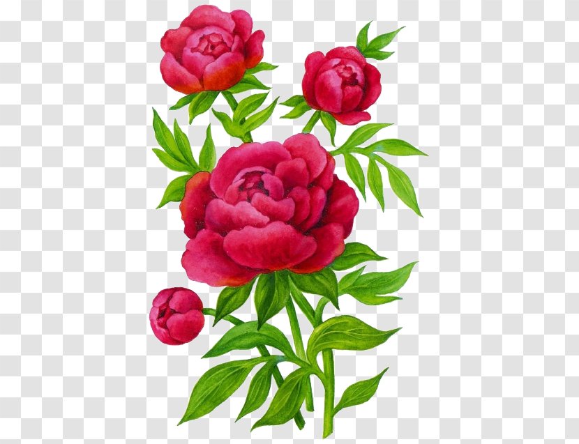 Garden Roses Peony Flower Child Lilium - Plant - цветы Transparent PNG
