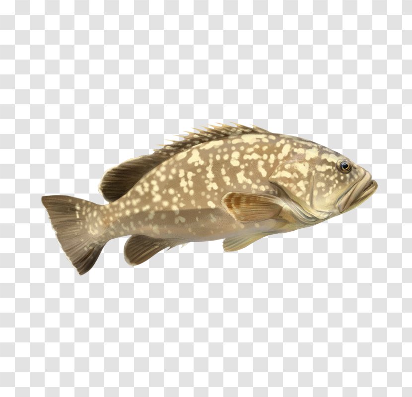 White Grouper Fish Species 0 - Cherne Altovise Transparent PNG