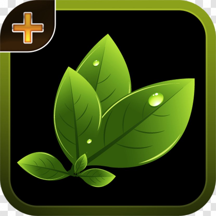 Windows Phone Mobile Phones Android - Plant Identification Transparent PNG
