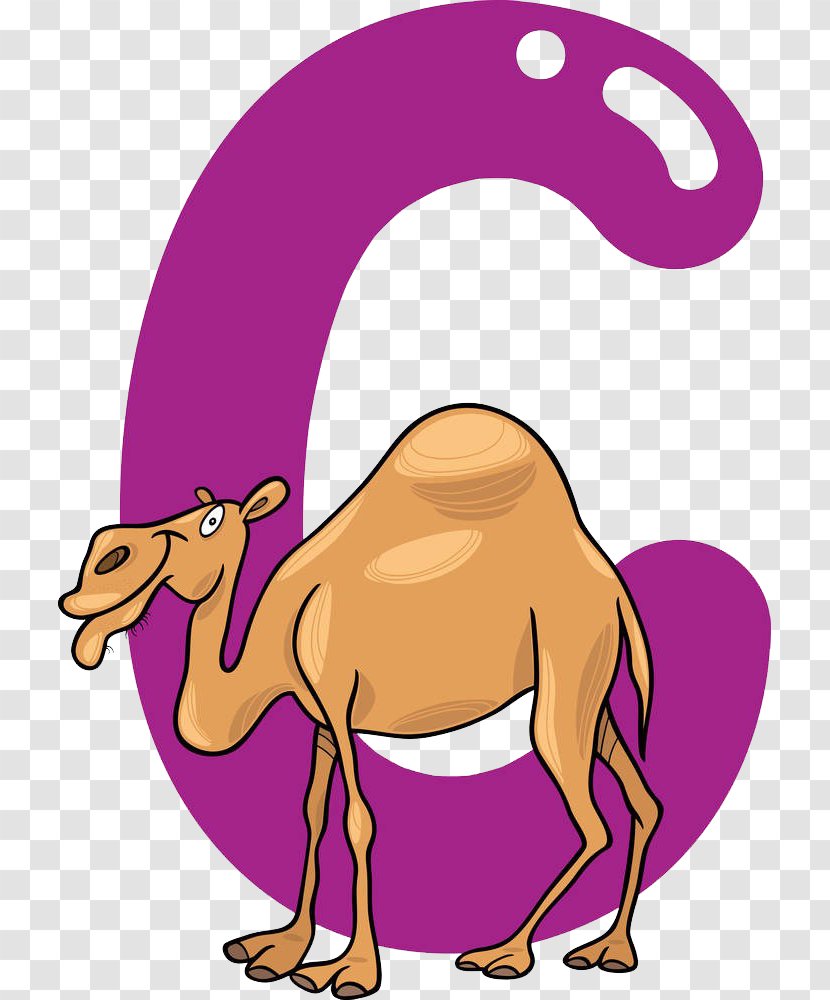 Stock Photography Royalty-free Cartoon Illustration - C In Front Of The Camel Transparent PNG