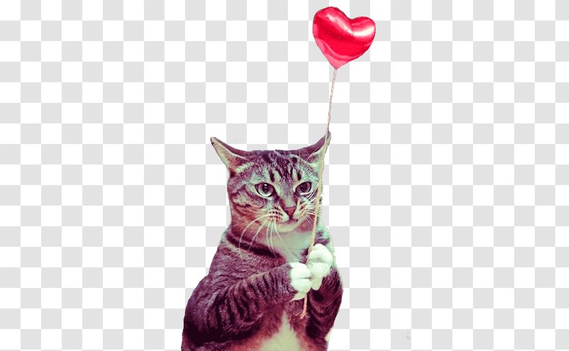 Kitten Munchkin Cat Valentine's Day Pet Birthday - Whiskers Transparent PNG