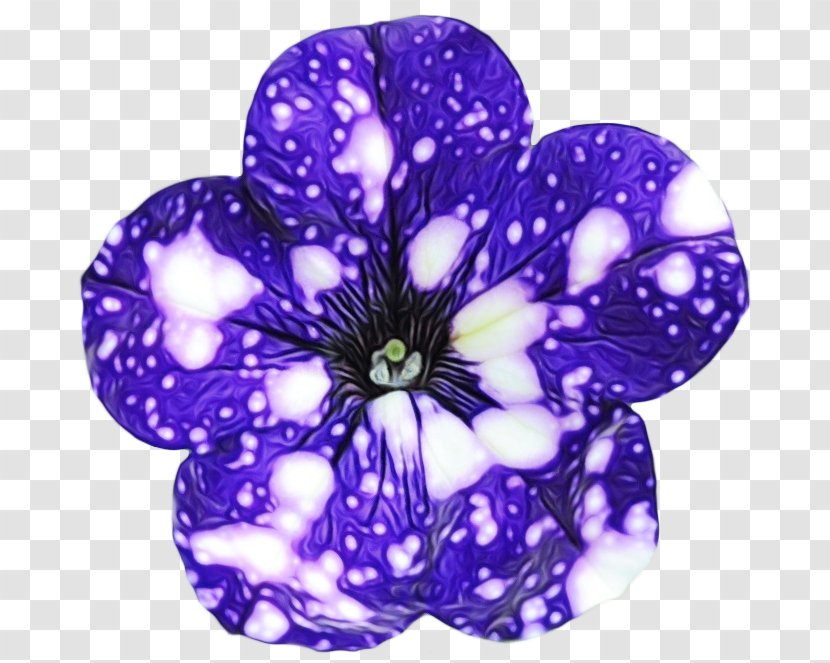 Violet Purple Petal Flower Plant - Family Morning Glory Transparent PNG