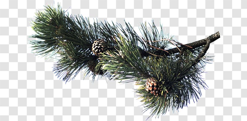Pine Spruce Fir Conifers Conifer Cone - Branch Transparent PNG