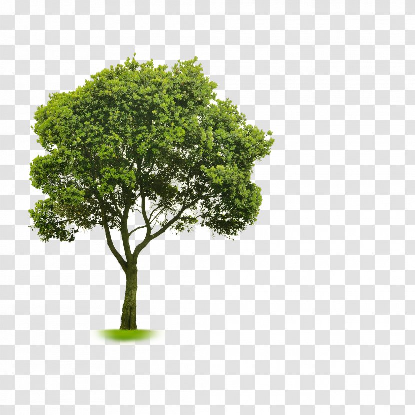 Choosing Small Trees Clip Art - Landscaping - Shading Transparent PNG