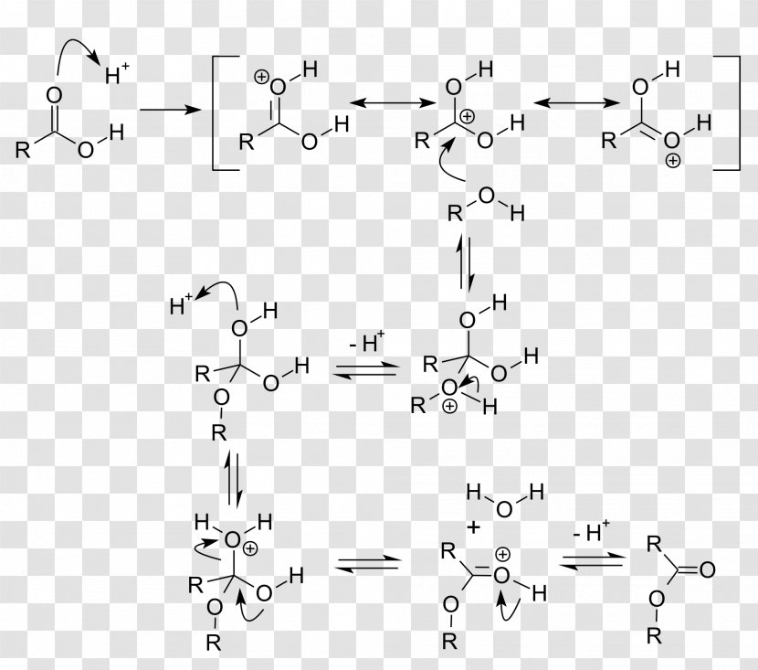 Fischer–Speier Esterification Acid Catalysis Chemical Reaction - Frame - Flower Transparent PNG