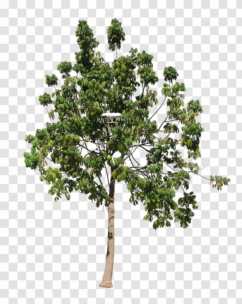 Trichilia Emetica Twig Tree Landscape Architect - Plane Family - Deciduous Specimens Transparent PNG