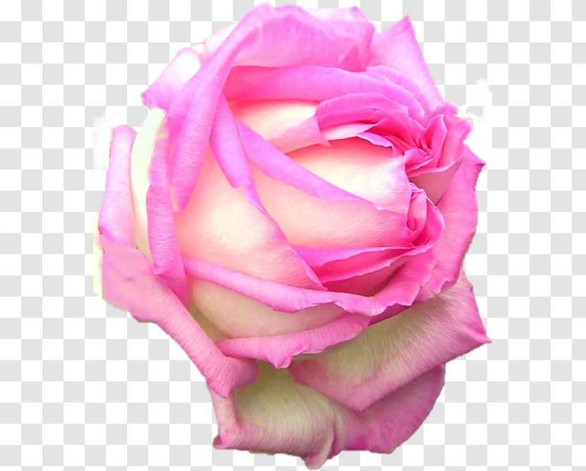 Garden Roses Cabbage Rose Floribunda Naver Blog - Order - Minjung Transparent PNG