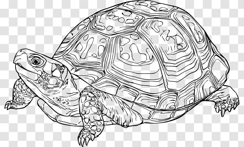 Eastern Box Turtle Reptile Drawing - Sea - Tortoide Transparent PNG