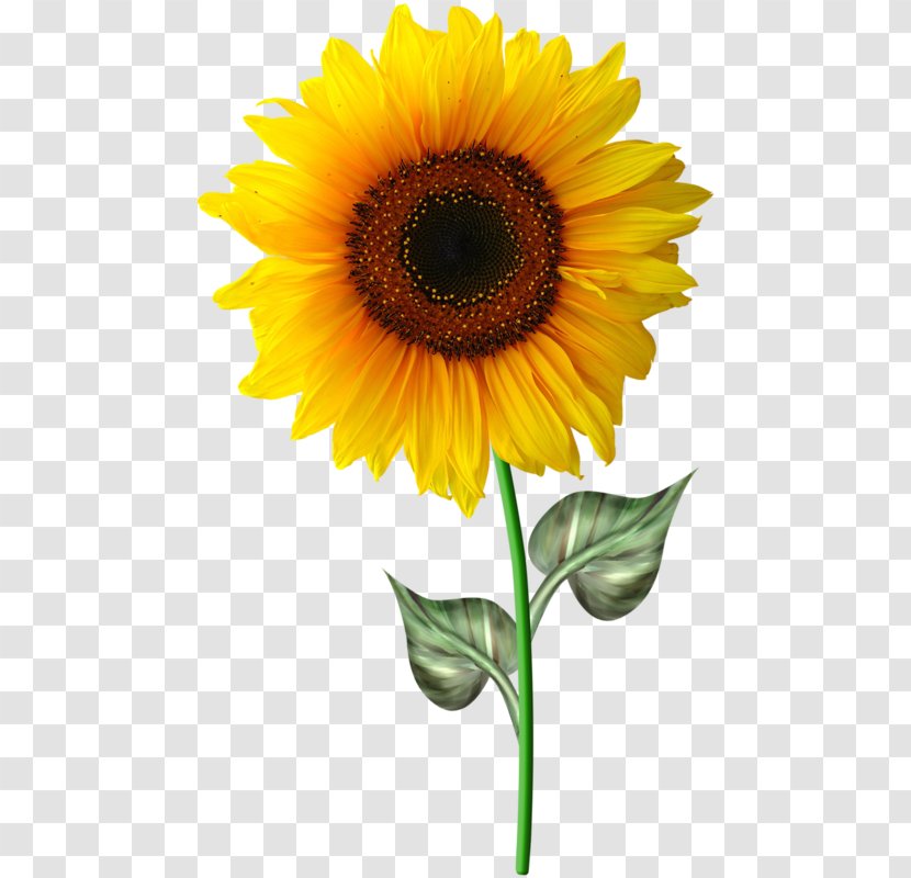 Common Sunflower Drawing - Royaltyfree - Sleepy Transparent PNG