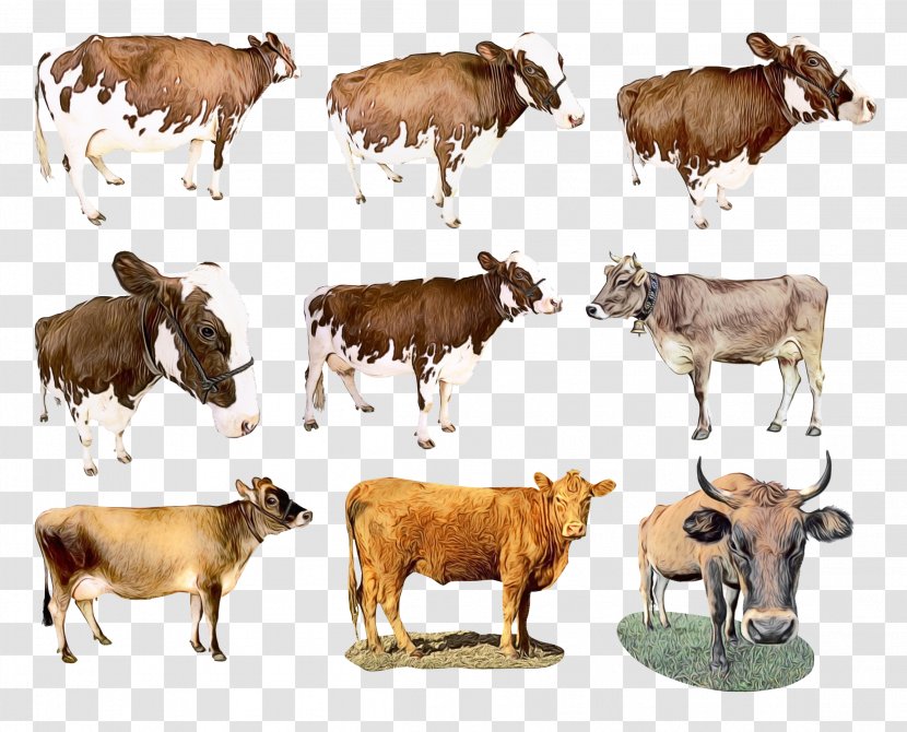 Cow Background - Watercolor - Animal Figure Bull Transparent PNG