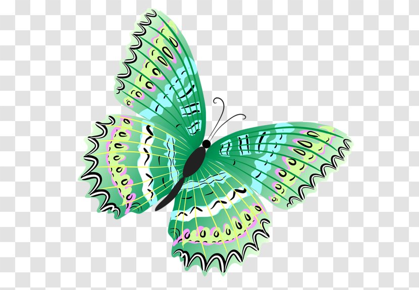 Butterfly Green Clip Art - Symmetry - Red Transparent PNG