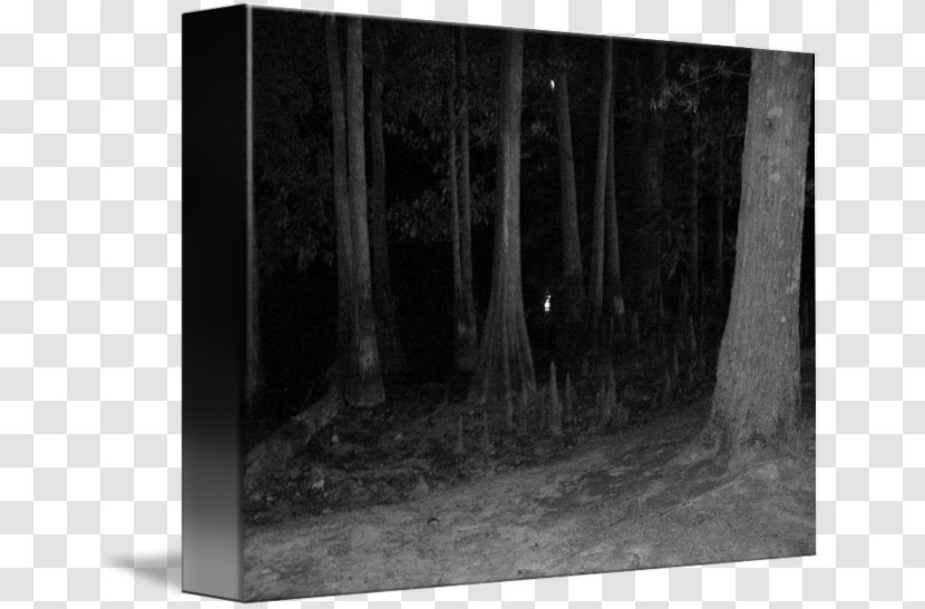 /m/083vt Image Photography Night In The Woods - Monochrome - At Transparent PNG