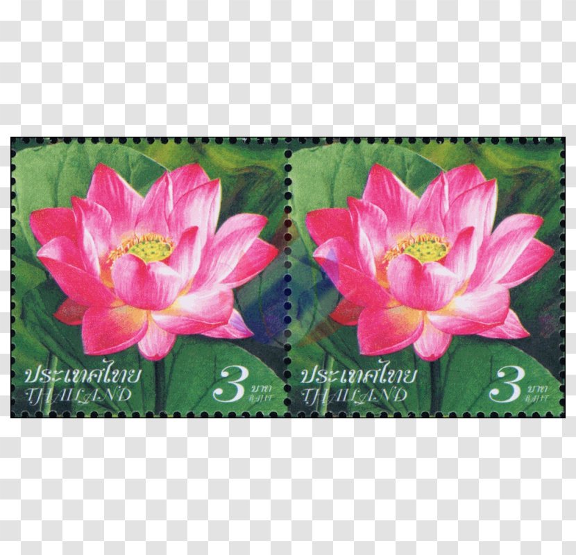 Lilies MTN Group Lilium Lotus-m Family - Flowering Plant - Nelumbo Transparent PNG
