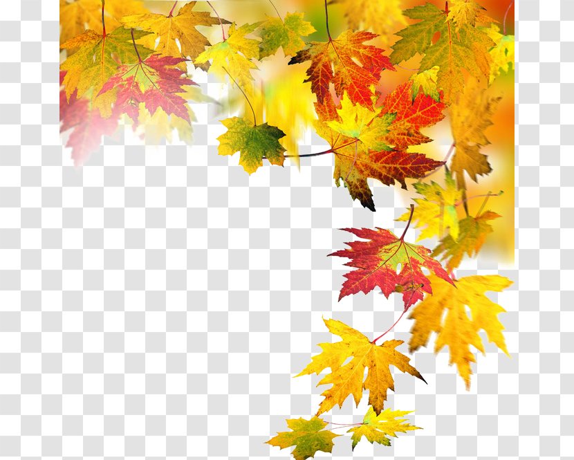 Autumn Leaf Computer File - Tree - Elements Transparent PNG