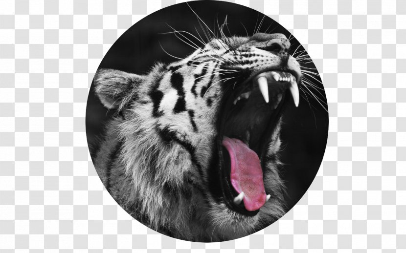 Wildcat Felidae Leopard Big Cat - Siberian Tiger Transparent PNG