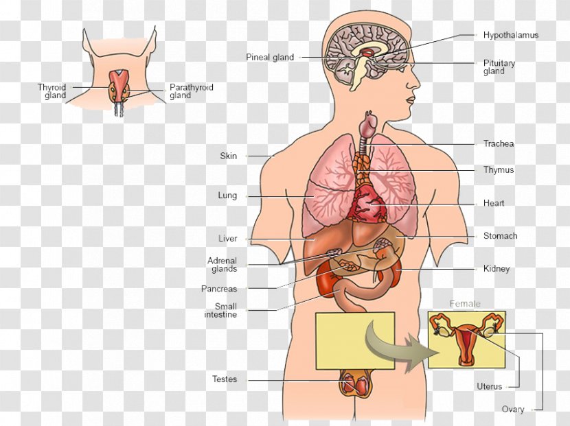 Endocrine System Gland Human Body Hormone Function - Silhouette - Cartoon Transparent PNG