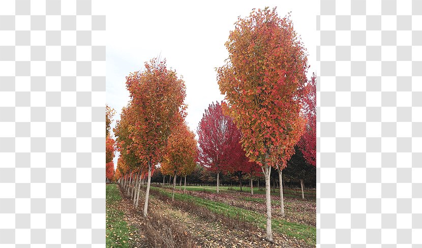 Sugar Maple Evergreen Tree Nursery Birch - Grove - Deciduous Specimens Transparent PNG