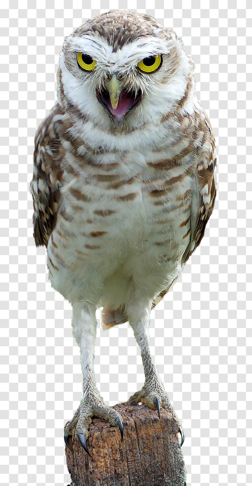 Bird Snowy Owl Great Horned Eurasian Eagle-owl Transparent PNG