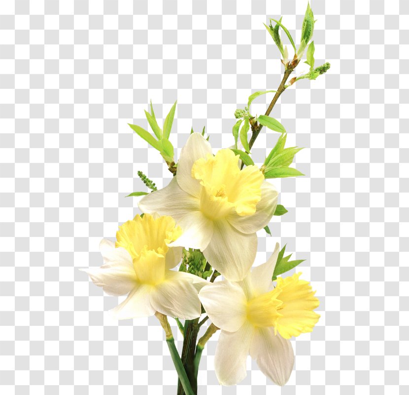Flower Bouquet Polyvore Common Daisy Floral Design - Cut Flowers - Narcissus Transparent PNG