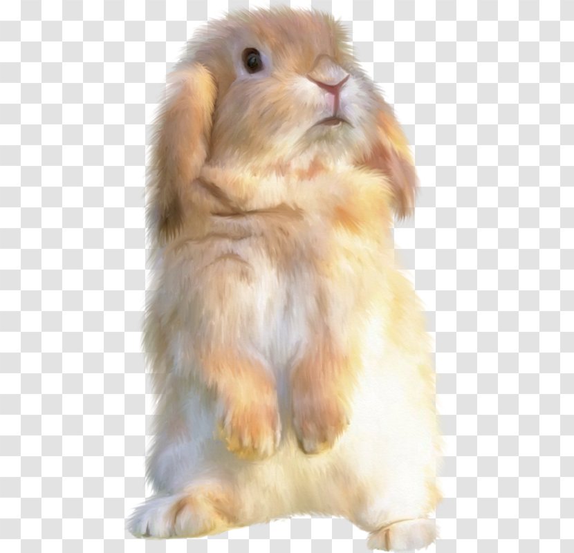 Domestic Rabbit Hare Holland Lop - Leporids Transparent PNG