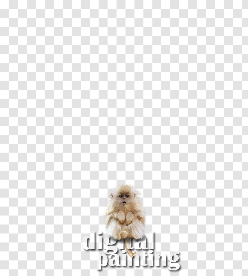 Pomeranian Snout Fur - Watercolor Baby Animals Transparent PNG