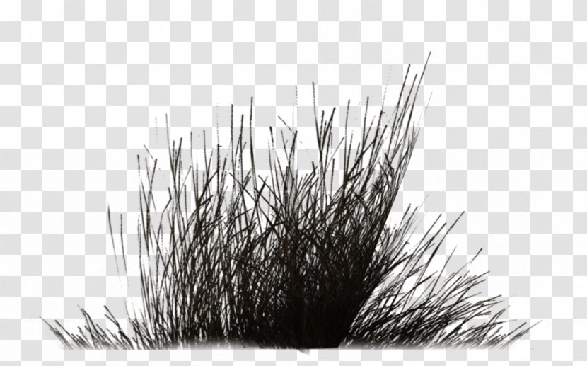 Black And White Monochrome Photography Shrub Tree - Plant - Vegetation Transparent PNG