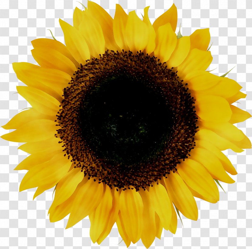 Common Sunflower Vector Graphics Illustration Stock Photography Royalty-free - Asterales - Sunflowers Transparent PNG