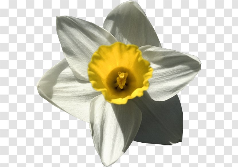Daffodil Narcissus Clip Art - Echo And - Photography Transparent PNG