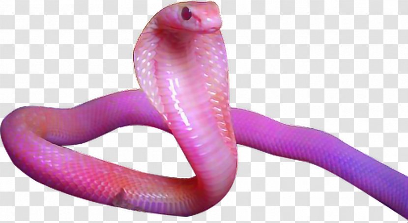 Snake Aesthetics Art - Television - Aestheticism Transparent PNG