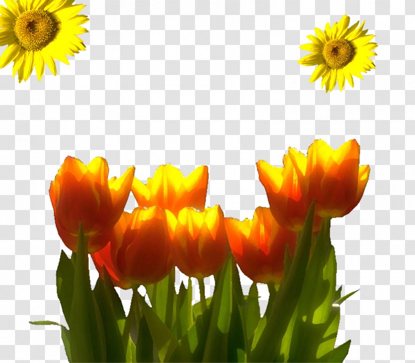 Flower Tulip Designer Computer File Transparent PNG