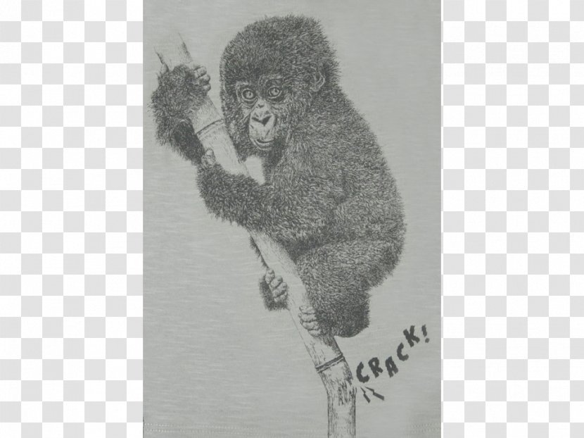 Gorilla White - Drawing - Baby Lion Transparent PNG