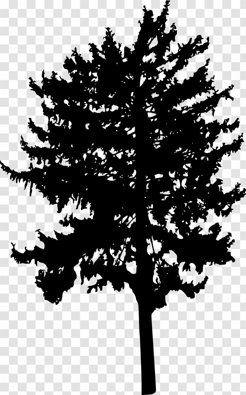 Tree Woody Plant Branch Conifers - Monochrome Photography - Silhouette Transparent PNG