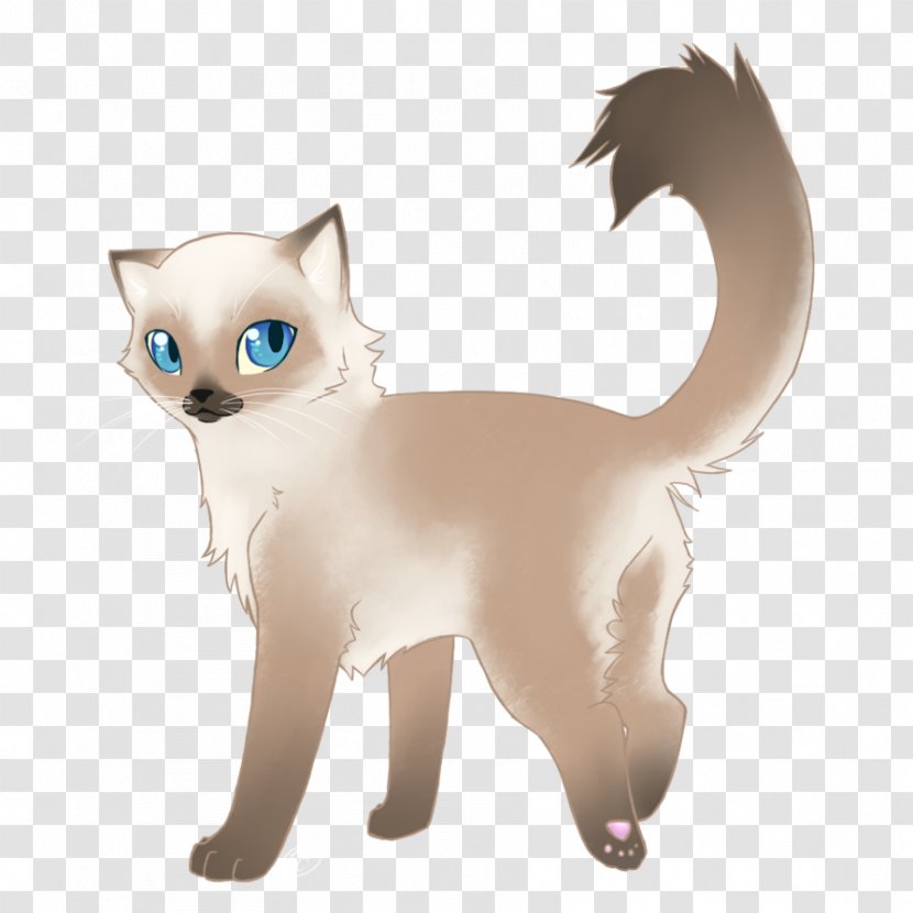 Ragdoll Siamese Cat Sphynx Kitten Maine Coon - Whiskers - Ector Transparent PNG