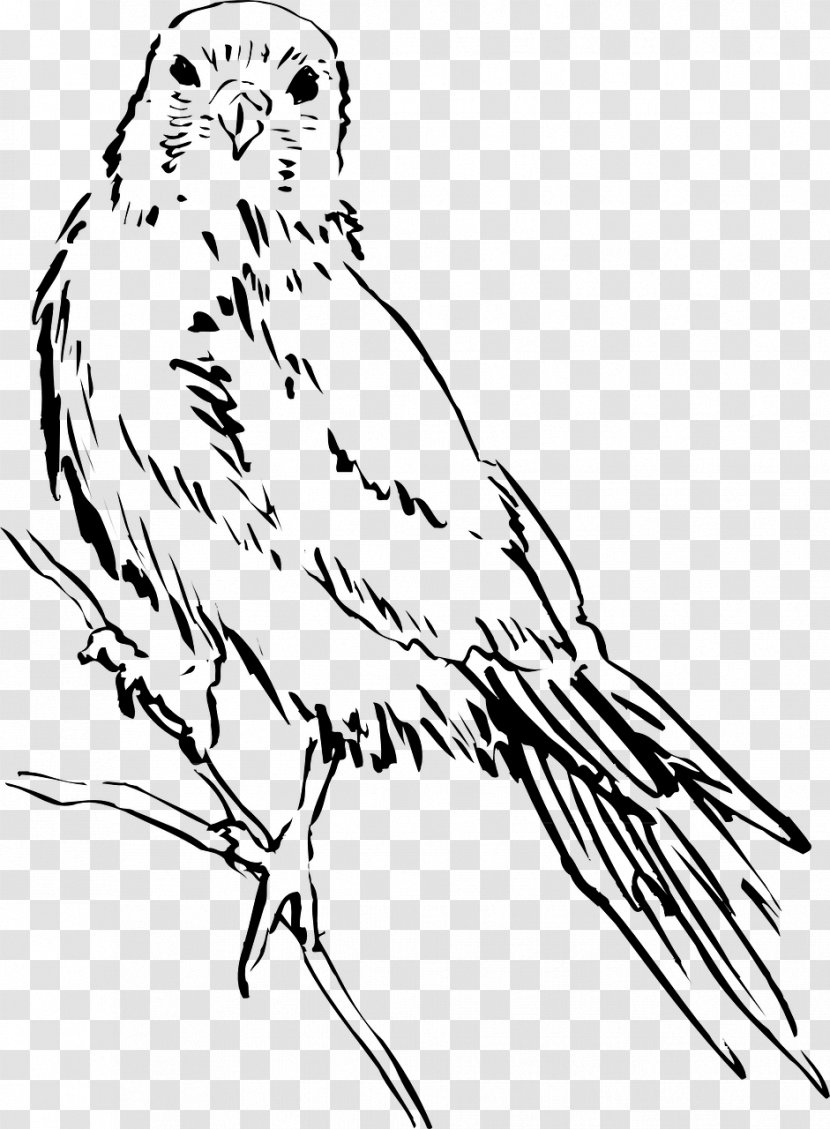 Clip Art Bird Drawing Black And White Image Transparent PNG