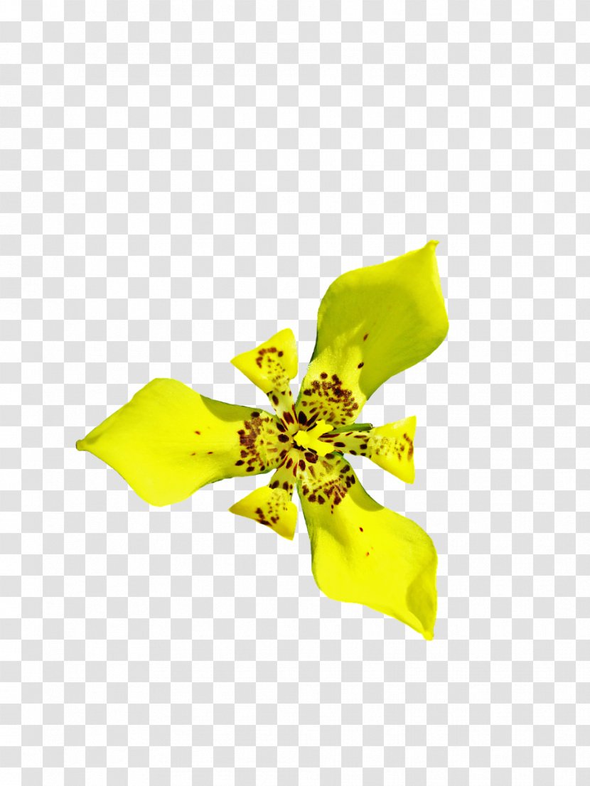 Cut Flowers Yellow - Flower Transparent PNG