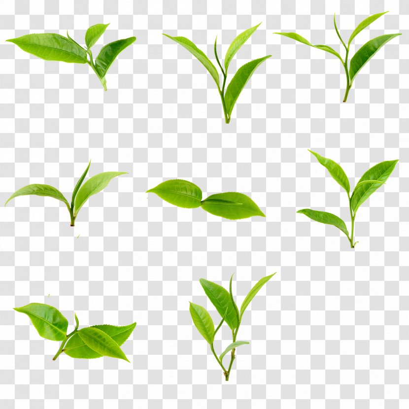 Green Tea Basilur Spring Image - Tree Transparent PNG