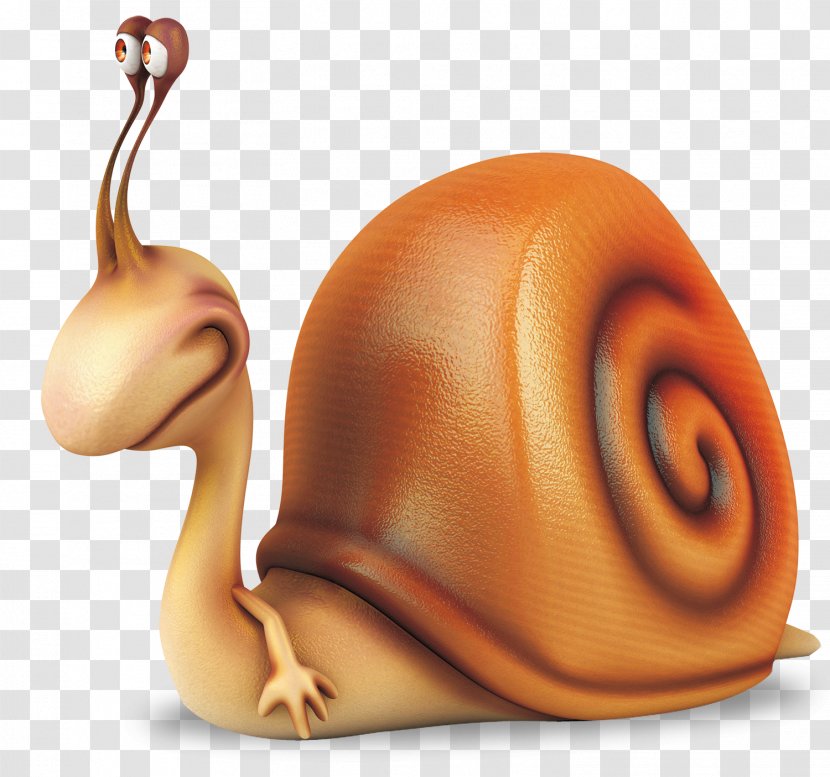 Orthogastropoda Illustration - Invertebrate - Snails Transparent PNG