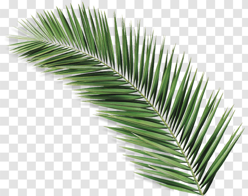 Palm Tree Transparent PNG