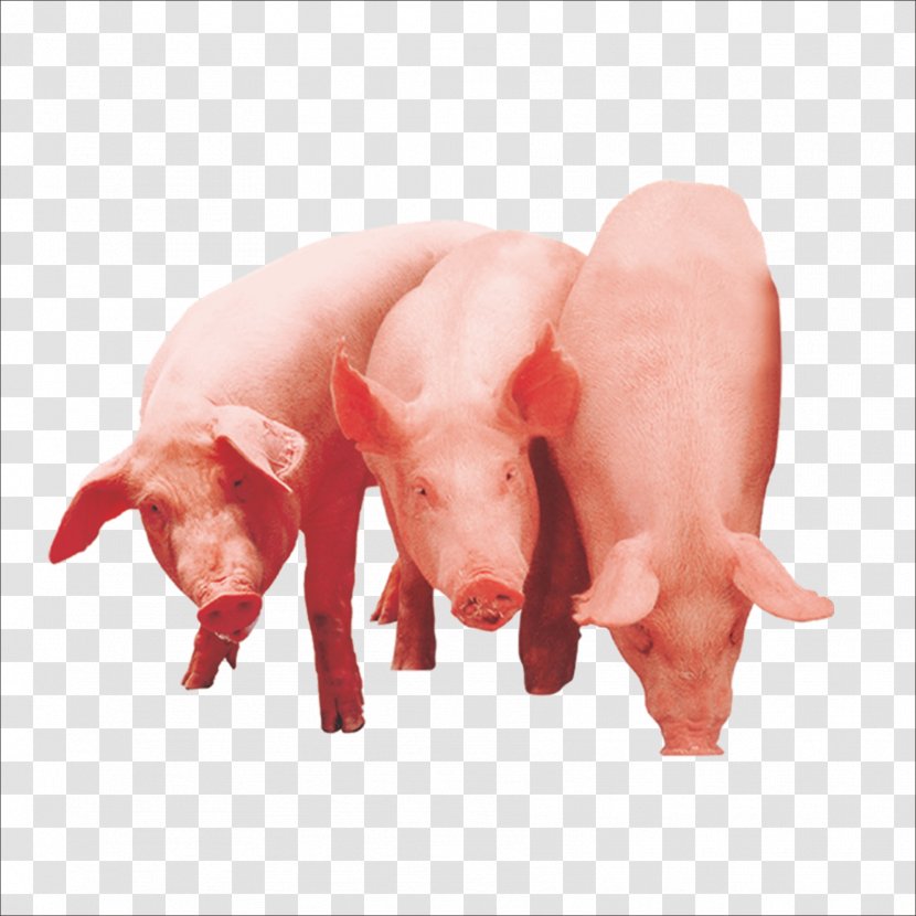 Domestic Pig The Three Little Pigs Clip Art - Heart - A Transparent PNG